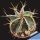 Astrophytum ornatum cv. HANYA (HAKU-JO)
