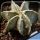 Astrophytum ornatum cv. HANYA (HAKU-JO)