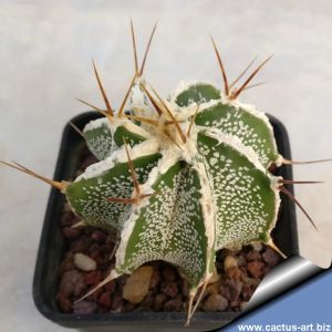 Astrophytum ornatum cv. HANYA (HAKU-JO)