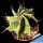 Astrophytum ornatum cv. HANYA(HAKU-JO) "GREEN"