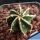 Astrophytum ornatum cv. HANYA(HAKU-JO) "GREEN"