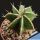 Astrophytum ornatum cv. HANYA GREEN (HAKU-JO)