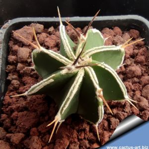 Astrophytum ornatum cv. HANYA(HAKU-JO) "GREEN"