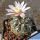 Gymnocalycium weissianum KK716,  Mazan, Argentina, 1200m