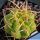 Gymnocalycium monvillei P12 Sierra Tulumba, Cordoba, Argentina 900m