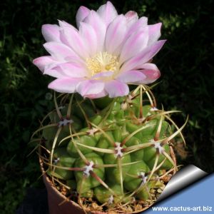 Gymnocalycium monvillei P12 Sierra Tulumba, Cordoba, Argentina 900m