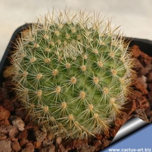 Rebutia kieslingii (kieslingiana) WR694 Caspala, Salta, Argentina 3200m