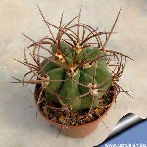 Denmoza rhodacantha dark spines