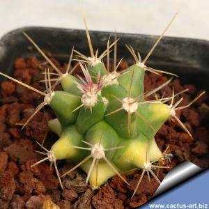 Ferobergia (Ferocactus x Leuchtenbergia) f. variegata (Mixed forms)