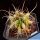 Ferobergia (Ferocactus x Leuchtenbergia) f. variegata (Mixed forms)