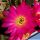 Chamaecereus hybrid (Chamaelobivia) cv. LINCOLN HAPPY THOUGHT