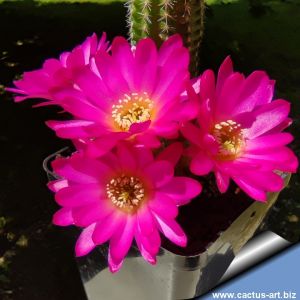 Chamaecereus hybrid (Chamaelobivia) cv. LINCOLN HAPPY THOUGHT