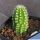 Chamaecereus hybrid cv. LINCOLN HAPPY THOUGHT