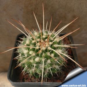 Mammillaria nejapensis SB1608 Mitla, Oaxaca, Mexico