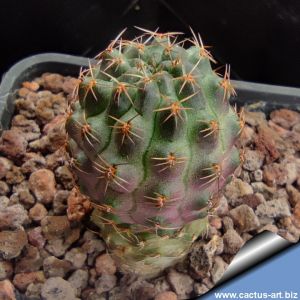 Rebutia atrovirens v. yuncharasensis WR91 Tarija, Tarija, Bolivia (mediolobivia)