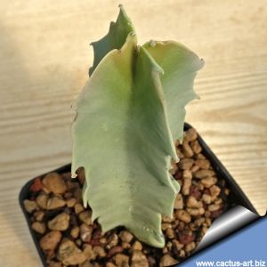 Caralluma acutangula (Desmidorchis acutangula)