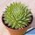 Sempervivum octopodes hybrid (x S.arachnoideum?)