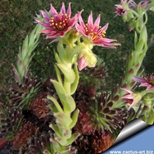 Sempervivum octopodes hybrid (x S.arachnoideum?)