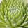 Sempervivum octopodes hybrid (x S.arachnoideum?)