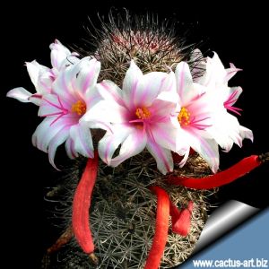 Mammillaria fraileana SB1263 South of Todos Santos, South Baja California, Mexico