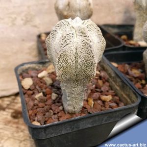 Astrophytum myriostigma cv. ONZUKA COLUMNARIS