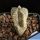 Astrophytum myriostigma cv. ONZUKA COLUMNARIS
