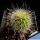 Echinocereus delaetii