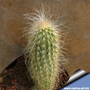Echinocereus delaetii