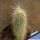 Echinocereus delaetii