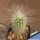 Echinocereus delaetii
