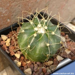 Echinocereus knippelianus v reyesii