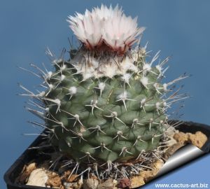 Turbinicarpus hoferi Joyas de Bocacelli, Nuevo Leon, Mexico