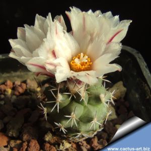 Turbinicarpus hoferi Joyas de Bocacelli, Nuevo Leon, Mexico