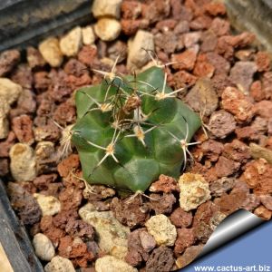 Turbinicarpus swobodae HO16, Rayones, NL.