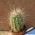 Echinocereus hybrid nivosus x enneacanthus