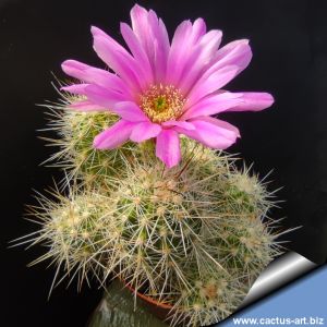 Echinocereus hybrid nivosus x enneacanthus