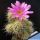 Echinocereus hybrid nivosus x enneacanthus