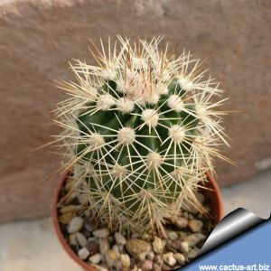 Echinocereus x roetteri Jarilla Mountains, Otero County, New Mexico, USA.