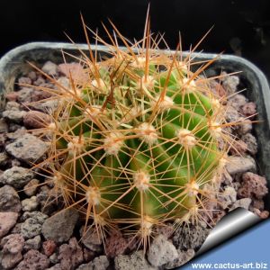 Echinopsis kermesina v. gloriosa (Orange)