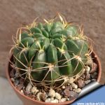 Lobivia acanthoplegma