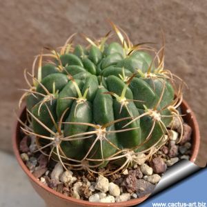 Lobivia acanthoplegma