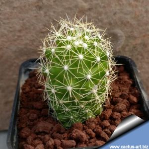 Mammillaria sphacelata SB677 Tehuacan, Puebla, Mexico