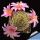 Mammillaria microcarpa SB166 Caborca, Sonora, Mexico