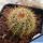 Notocactus roseoluteus