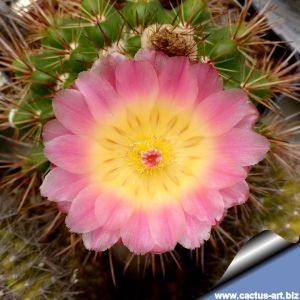Notocactus roseoluteus