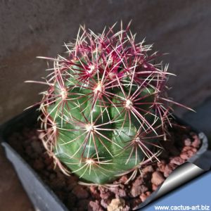 Thelocactus bicolor SB278 Huizache, San Luis Potosi, Mexico