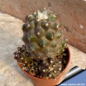 Copiapoa hornilloensis Sierra Hornillo, 03 Atacama, Chile