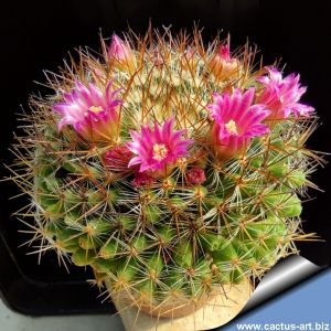 Mammillaria wiesingeri Zacualtipan Hgo., Mexico.