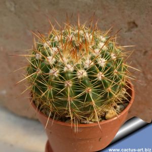 Notocactus roseoluteus hybrid