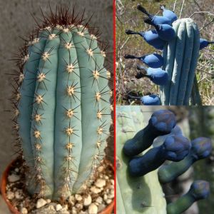 Cipocereus bradei (with U. eriocactoides RNK99, Serra do Espinhaco)